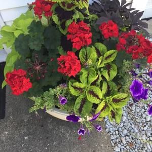 Meet your Posher, Penny